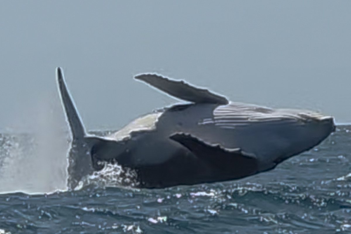 Whale Songs Noosa